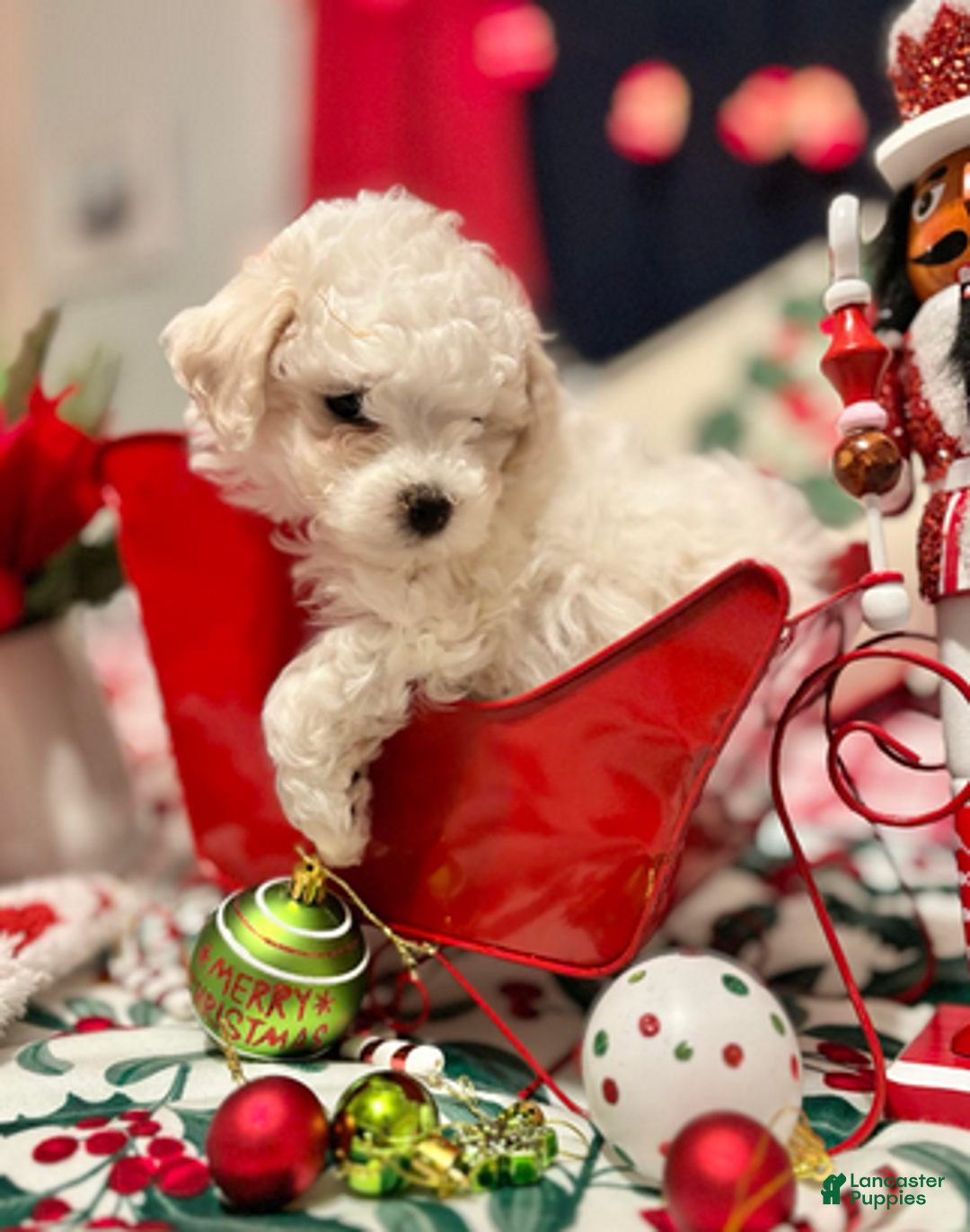 Bichon Frise dogs for sale: Paul - Ad 6