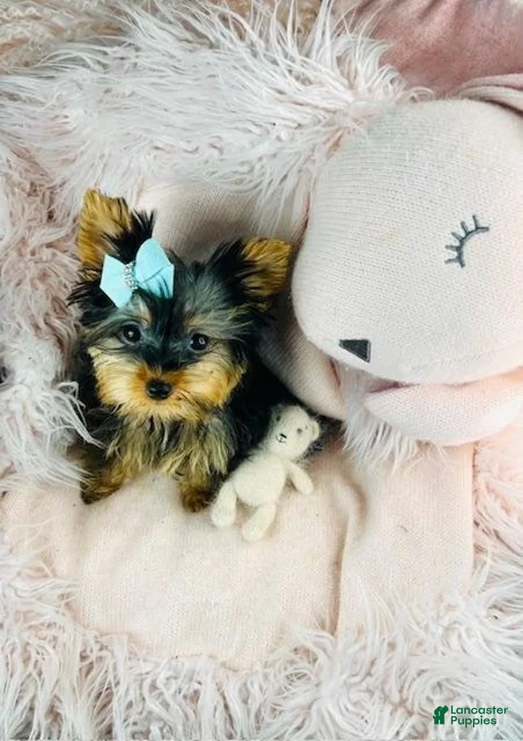 Yorkshire Terrier dogs for sale: Meet Jonah!  - Ad 2