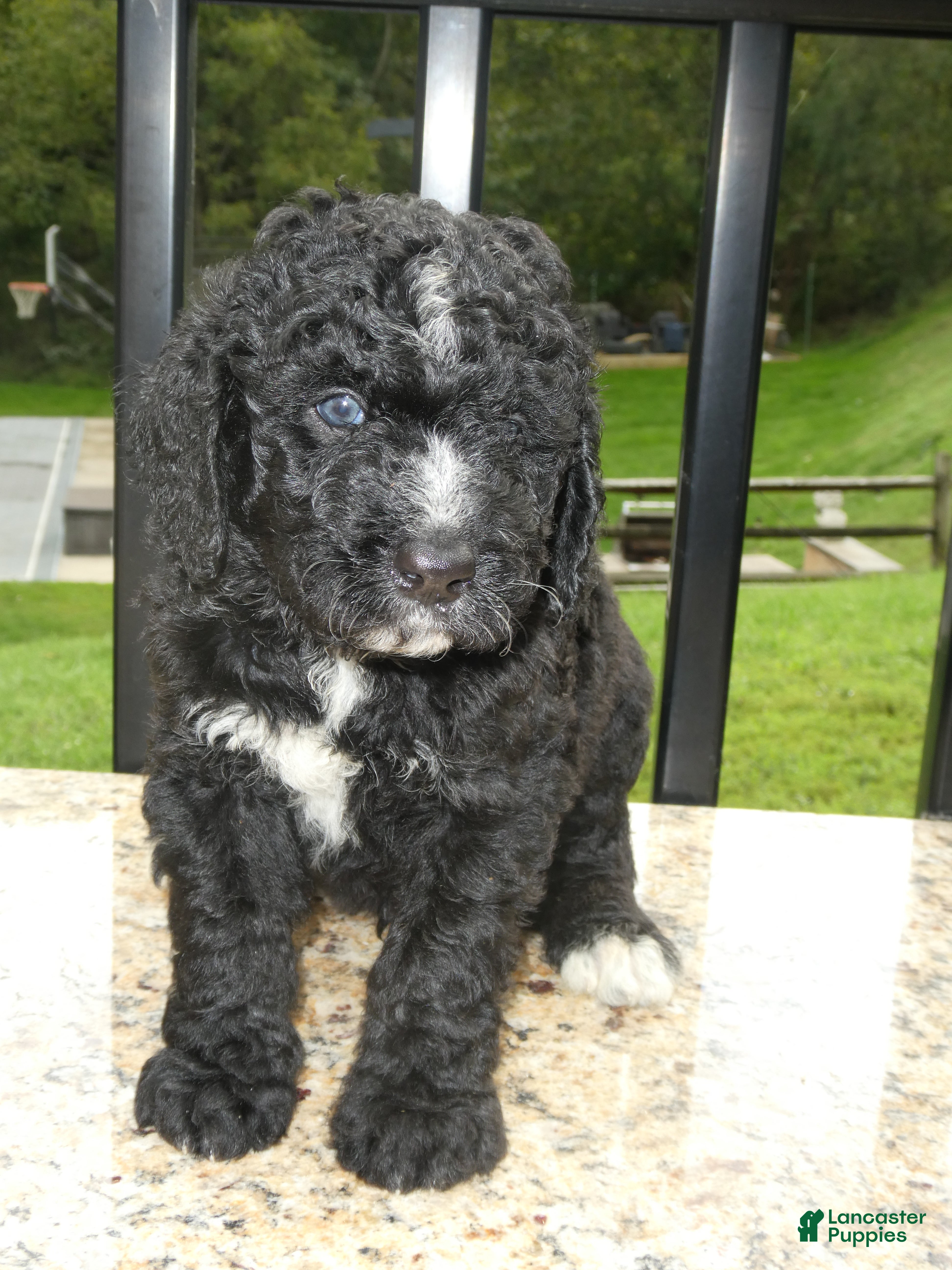 Bernedoodle dogs Wally (male) - Ad 36
