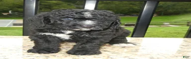 Wally (male)