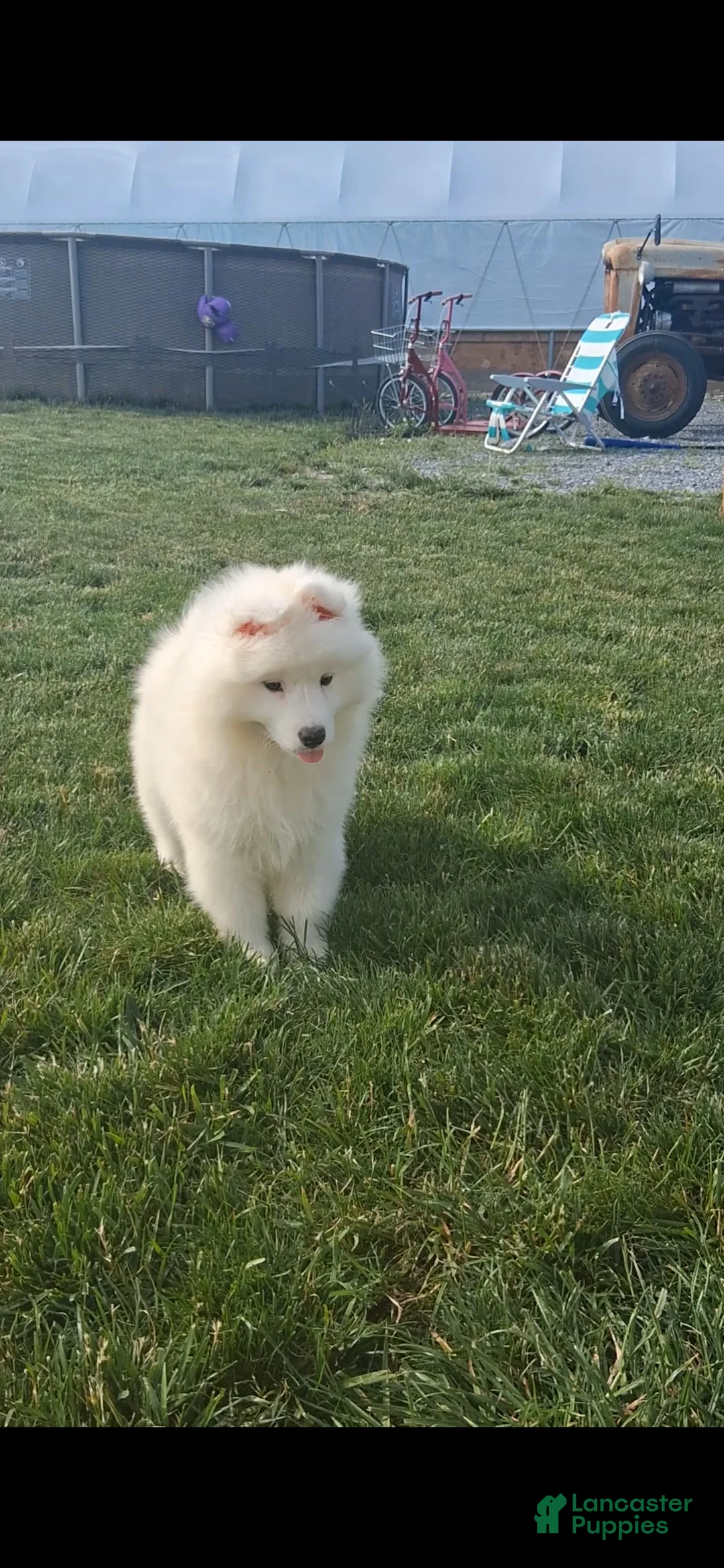 Samoyed dogs for sale: Serena - Ad 2