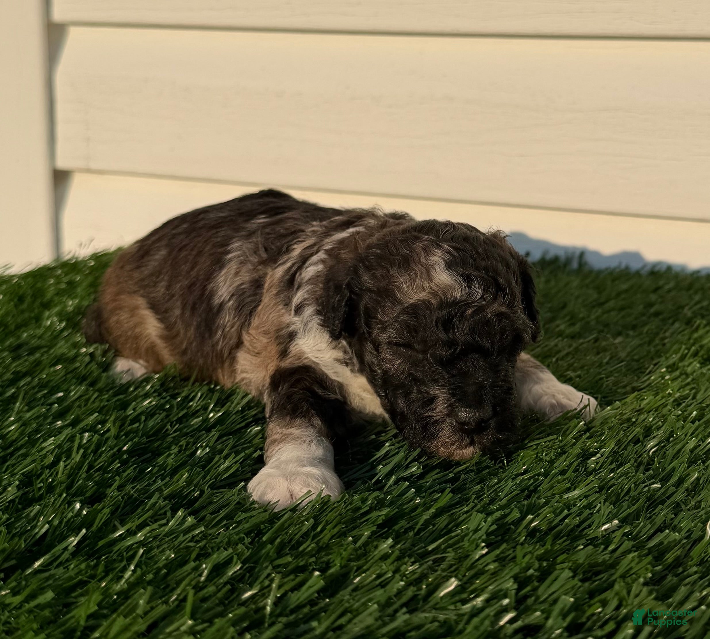 Toy Poodle dogs AKC Wilder - Ad 18