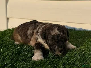 Toy Poodle dogs AKC Wilder - Ad 18