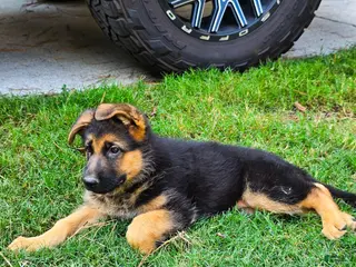 German Shepherd dogs for sale: German Shepherd Puppy 5 - Ad 4