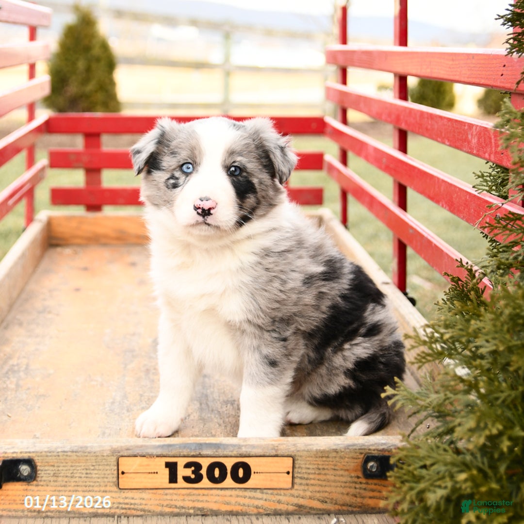 Mixed Breed dogs for sale: Beauty - Ad 1