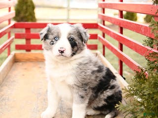 Mixed Breed dogs Beauty - Ad 32