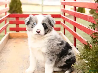 Mixed Breed dogs Beauty - Ad 36