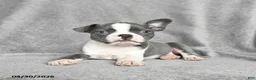 Boston Terrier dogs for sale: Twyla - Ad 2
