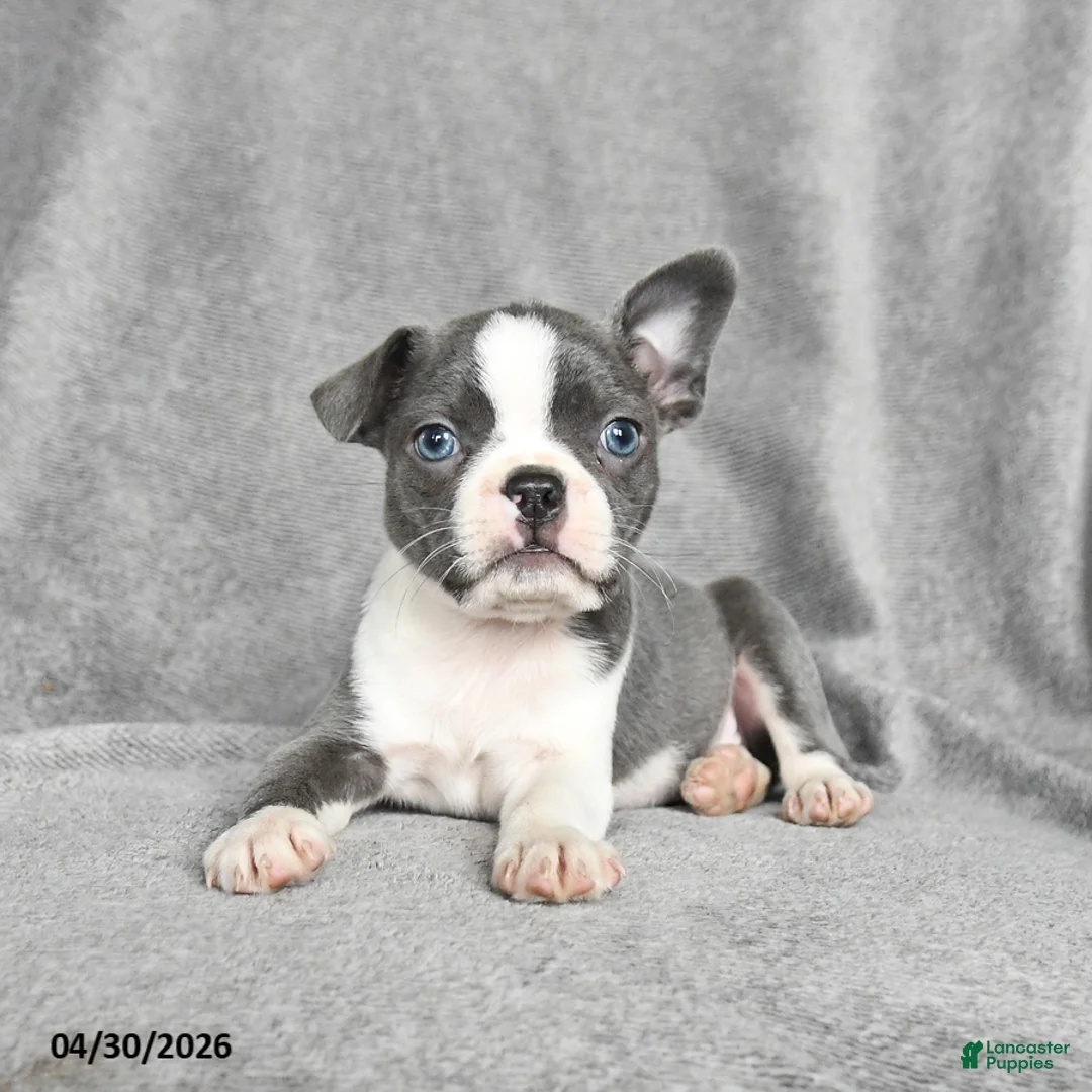 Boston Terrier dogs for sale: Twyla - Ad 2