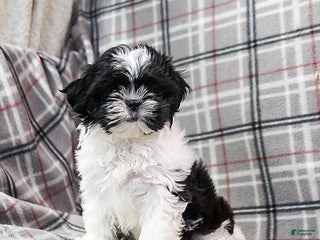 Shih Tzu dogs Nugget - Ad 1