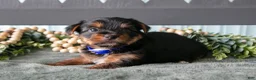 Yorkshire Terrier dogs for sale: Autumn - Ad 2