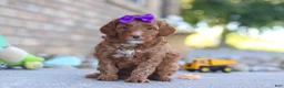 Mini Goldendoodle dogs for sale: Ember - Ad 1