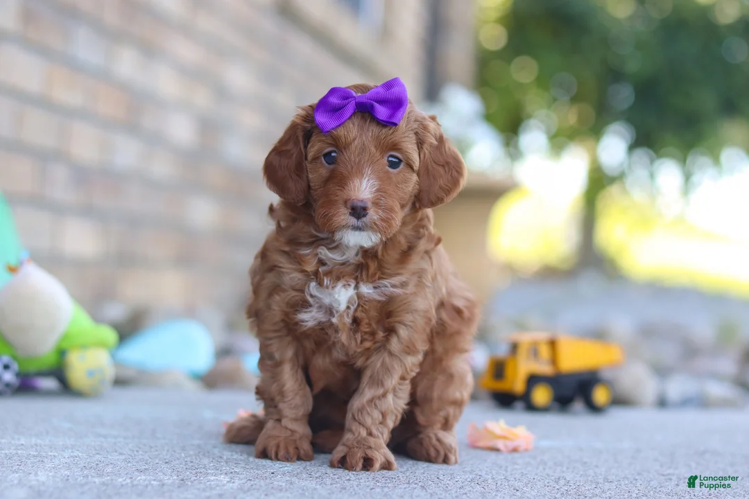 Mini Goldendoodle dogs for sale: Ember - Ad 1