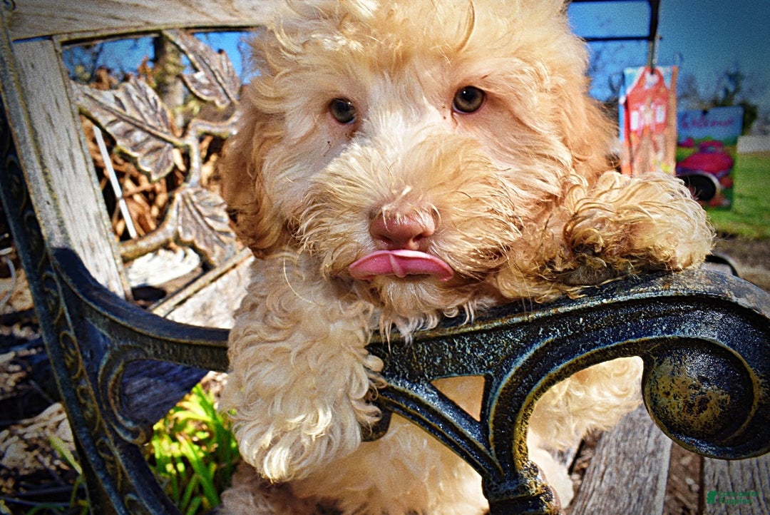 Havapoo dogs for sale: Ranger - Ad 6