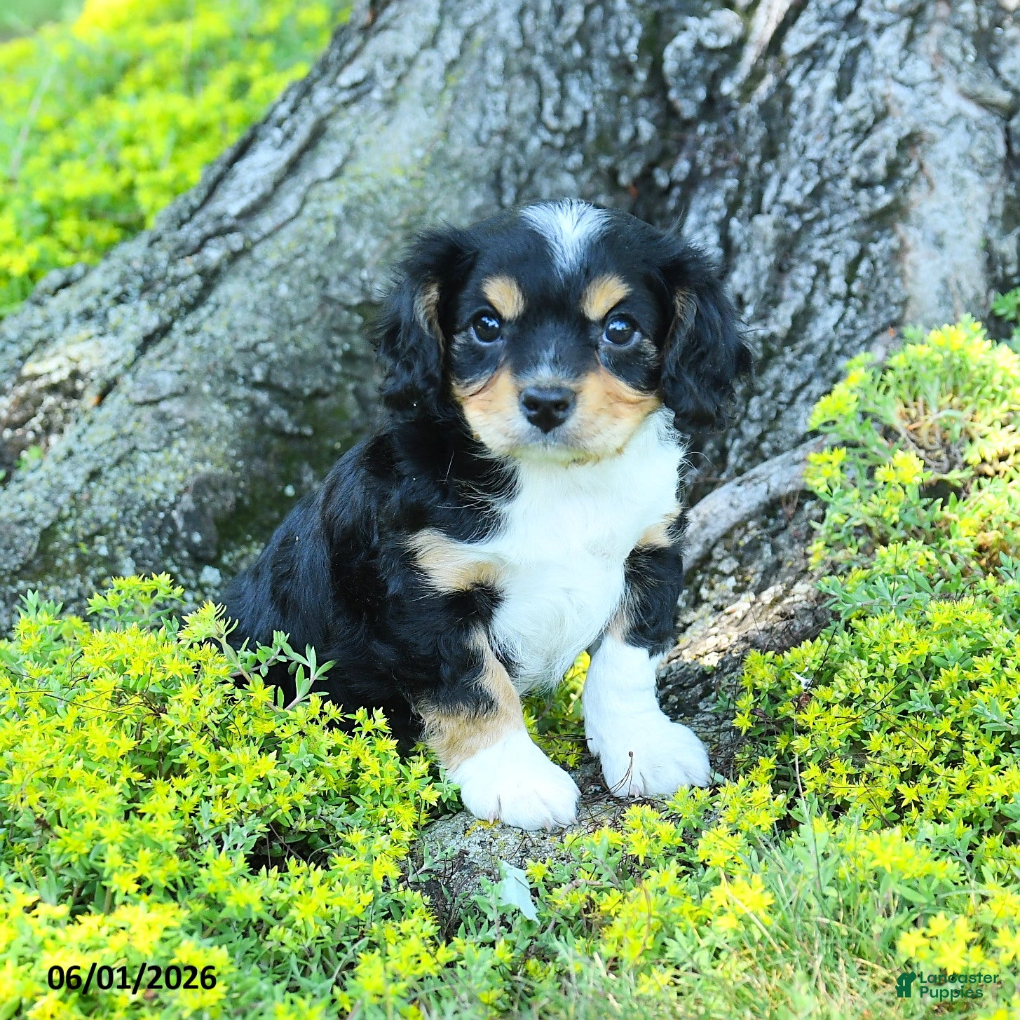 Cavapoo dogs for sale: Sterling - Ad 3