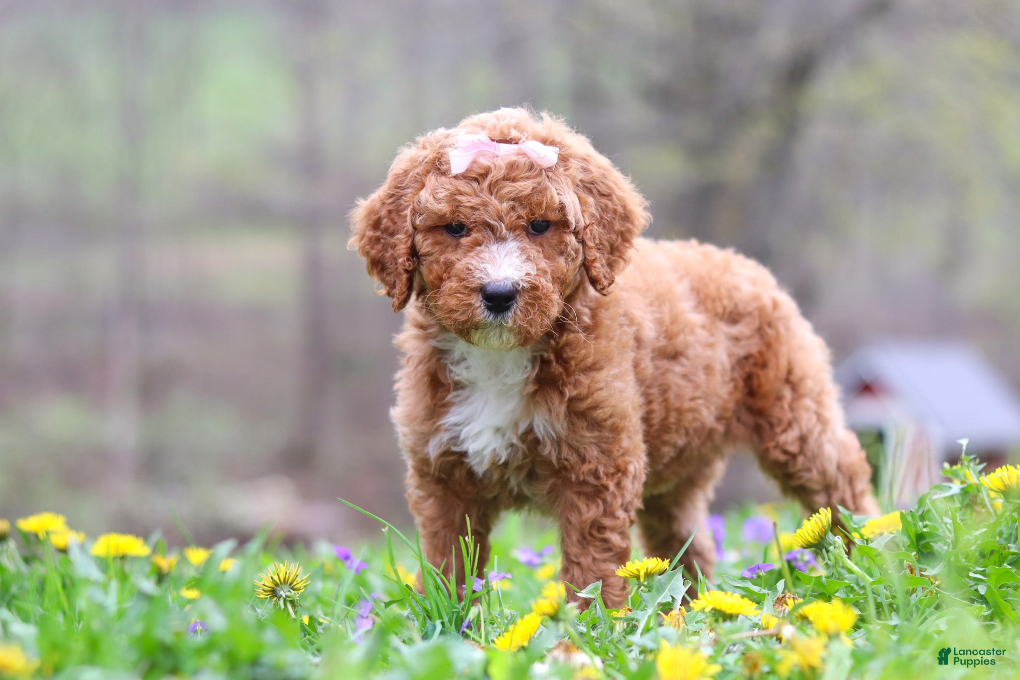 Standard Poodle dogs Molly - Ad 2