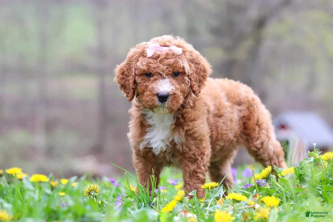 Standard Poodle dogs for sale: Molly - Ad 2