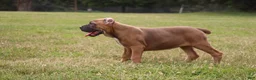 Cane Corso dogs for sale: Aries  - Ad 29