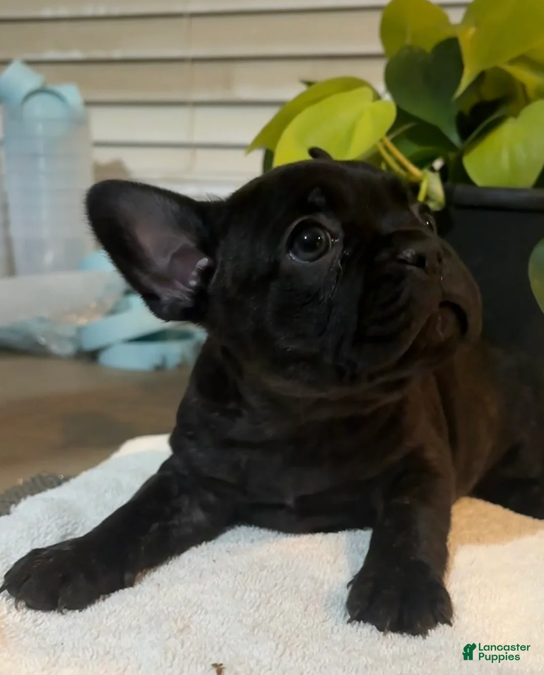 French Bulldog dogs for sale: Velvet  - Ad 1