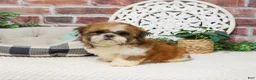 Shih Tzu dogs for sale: Tramp  - Ad 3