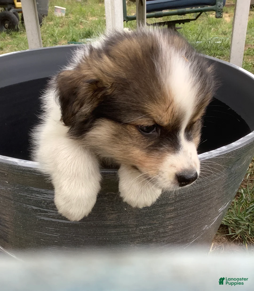 Australian Shepherd dogs for sale: Lola - Ad 2