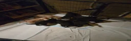 Standard Poodle dogs for sale: Honeysuckle - Ad 3