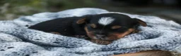Yorkshire Terrier dogs for sale: Toby Yorkshire Terrier  - Ad 5