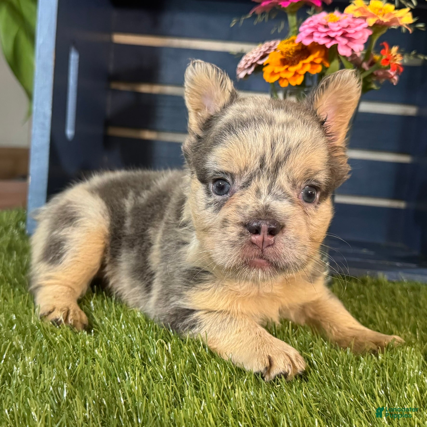 French Bulldog dogs Grace - Ad 2