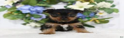 Yorkshire Terrier dogs for sale: Shadow - Ad 4
