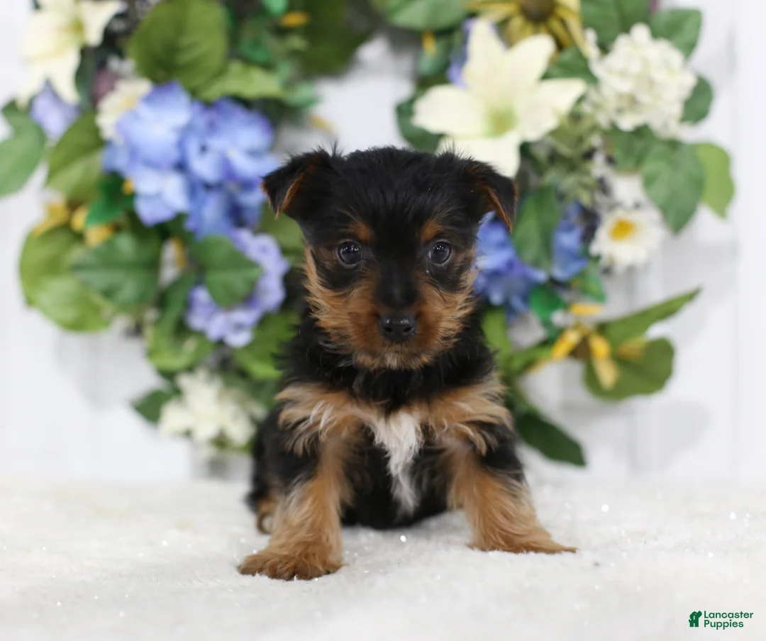 Yorkshire Terrier dogs for sale: Shadow - Ad 4