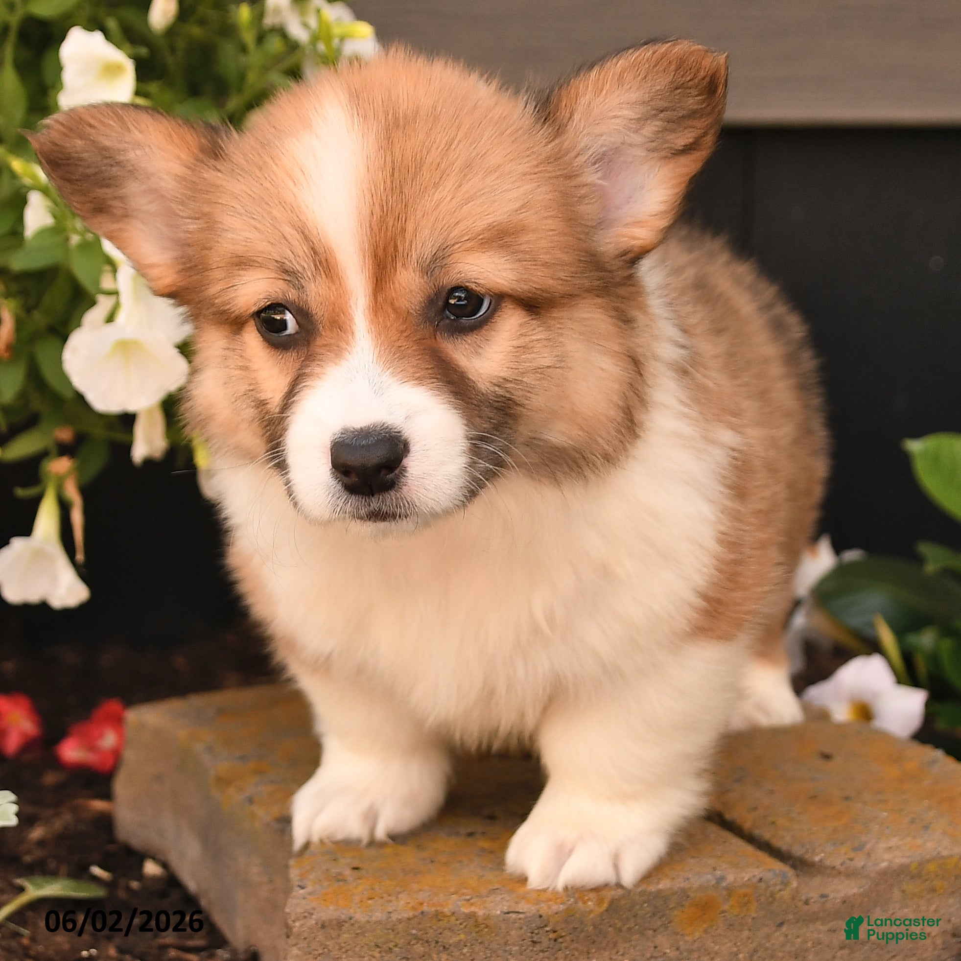 Welsh Corgi Pembroke dogs Bonny - Ad 2