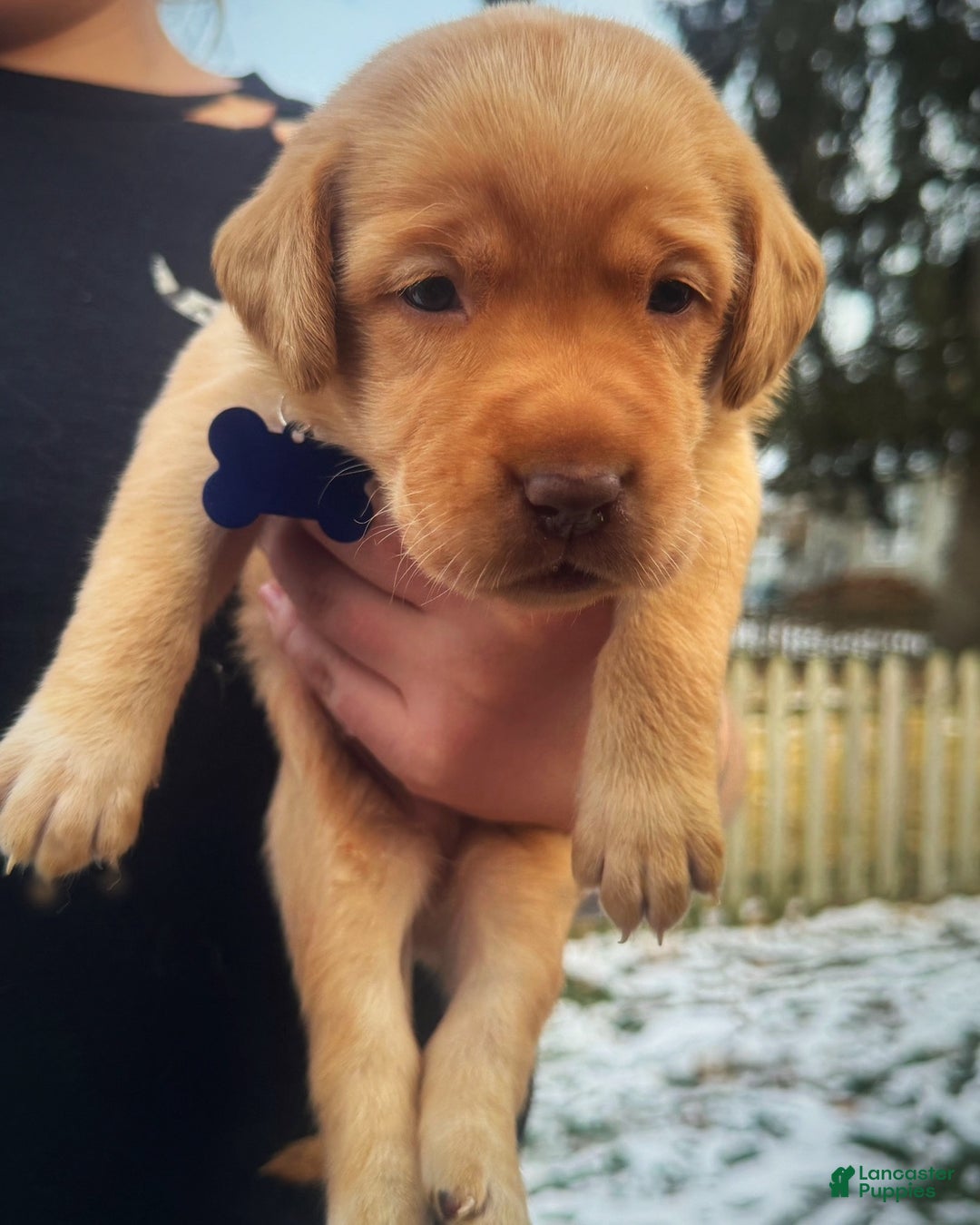 Labrador Retriever dogs for sale: Labrador Retriever Puppy 1 - Ad 7