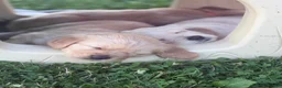 Golden Retriever dogs for sale: Golden Retriever 6 green collar - Ad 3