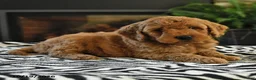 Mini Goldendoodle dogs for sale: Lester - Ad 5
