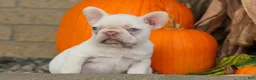 French Bulldog dogs for sale: Reba 💗 - Ad 15