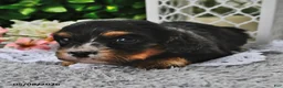 Cavachon dogs for sale: Betsy - Ad 4