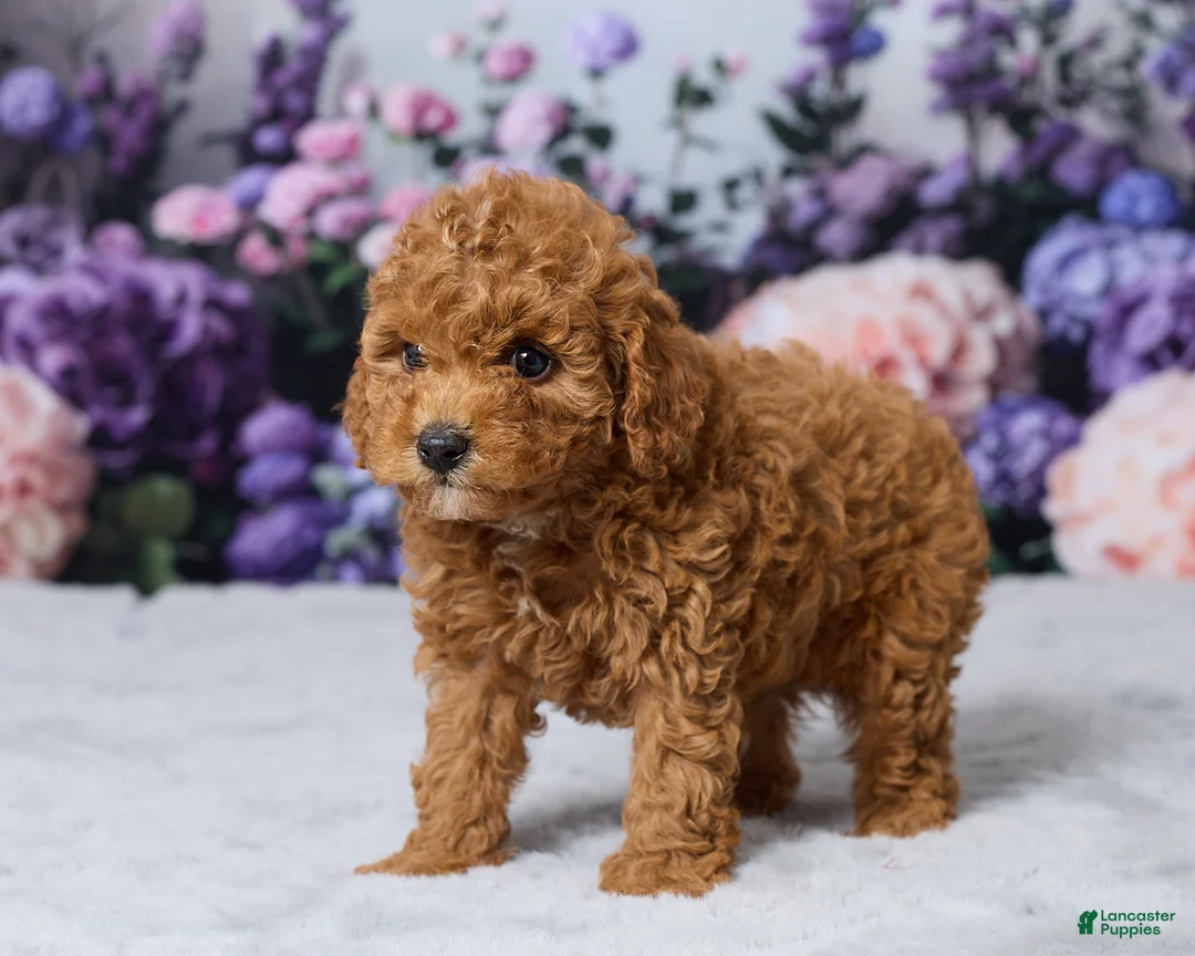 Cavapoo dogs for sale: Twix - Ad 5