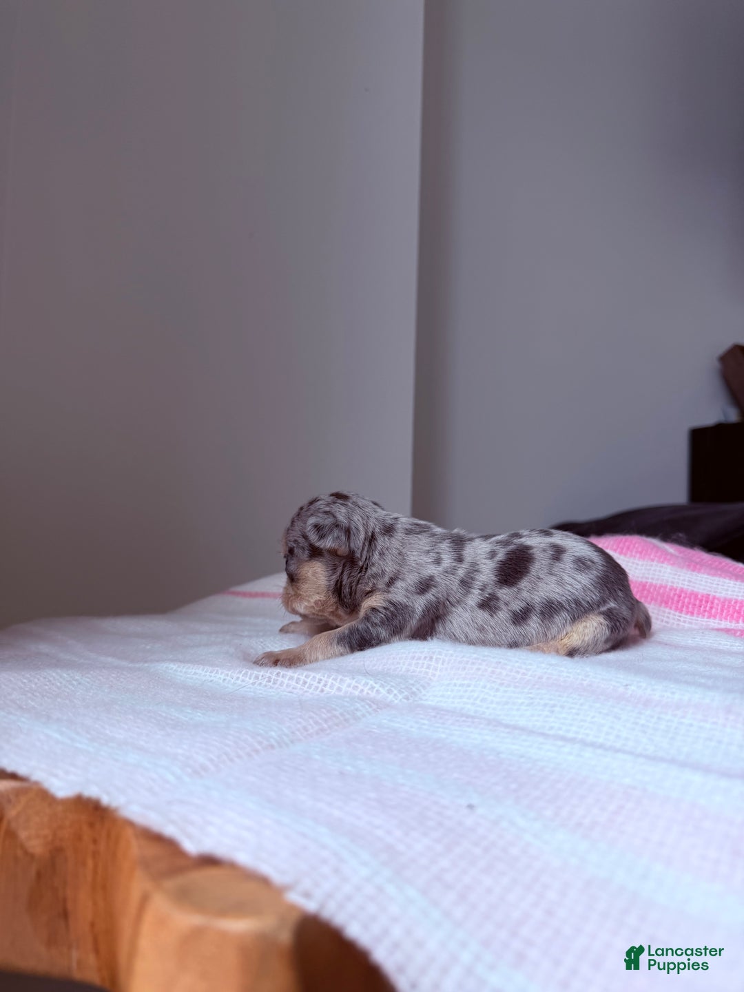 French Bulldog dogs for sale: Sapphire fluffy - Ad 11