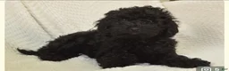 Whoodle dogs for sale: Noir - Ad 1