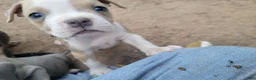 English Bulldog dogs for sale: Blue Fawn and white  - Ad 4