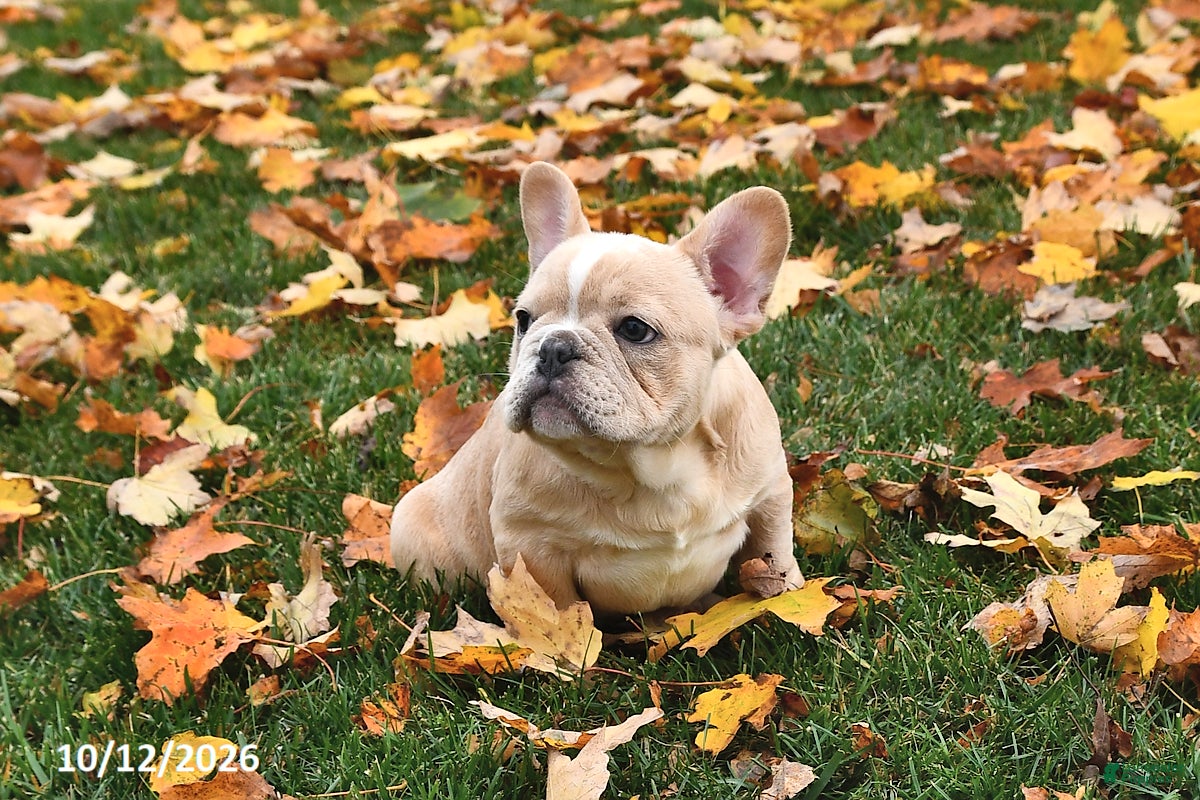 French Bulldog dogs Waffles - Ad 2