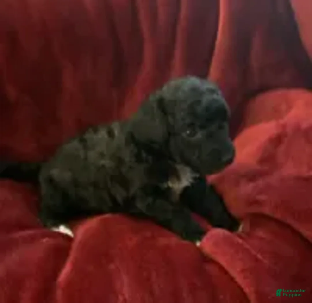 Mini Goldendoodle dogs for sale: Nugget - Ad 2