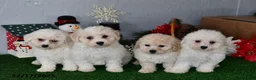 Bichpoo dogs for sale: Benji - Ad 3
