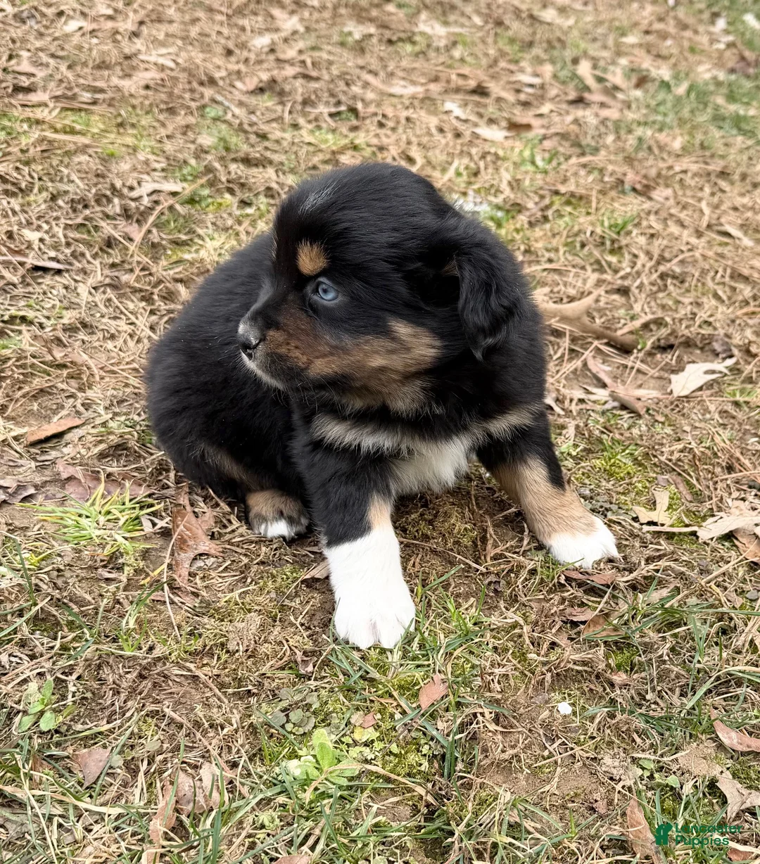 Australian Shepherd dogs for sale: Sugar - Ad 7