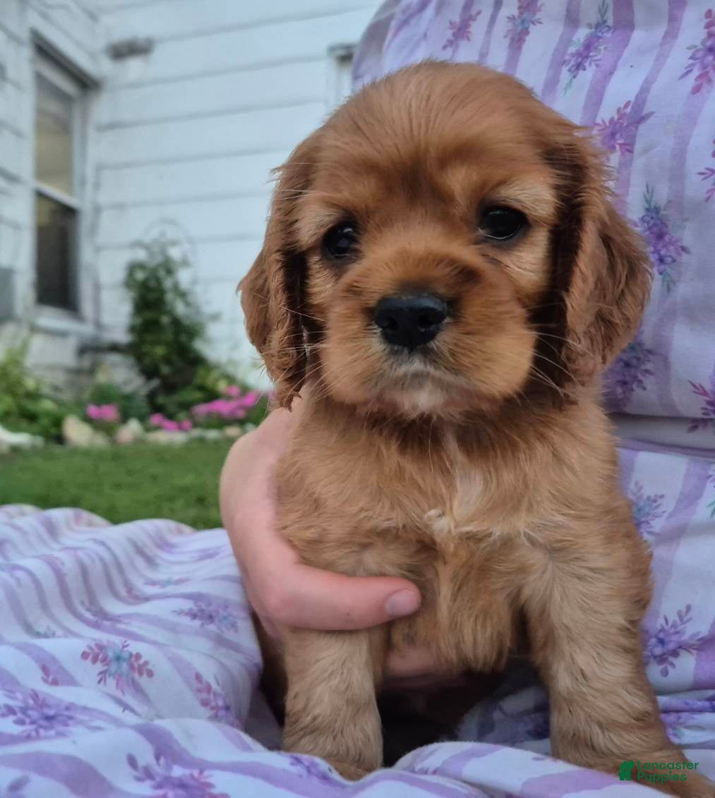 Cocker Spaniel dogs Cocker Spaniel Female - Ad 1