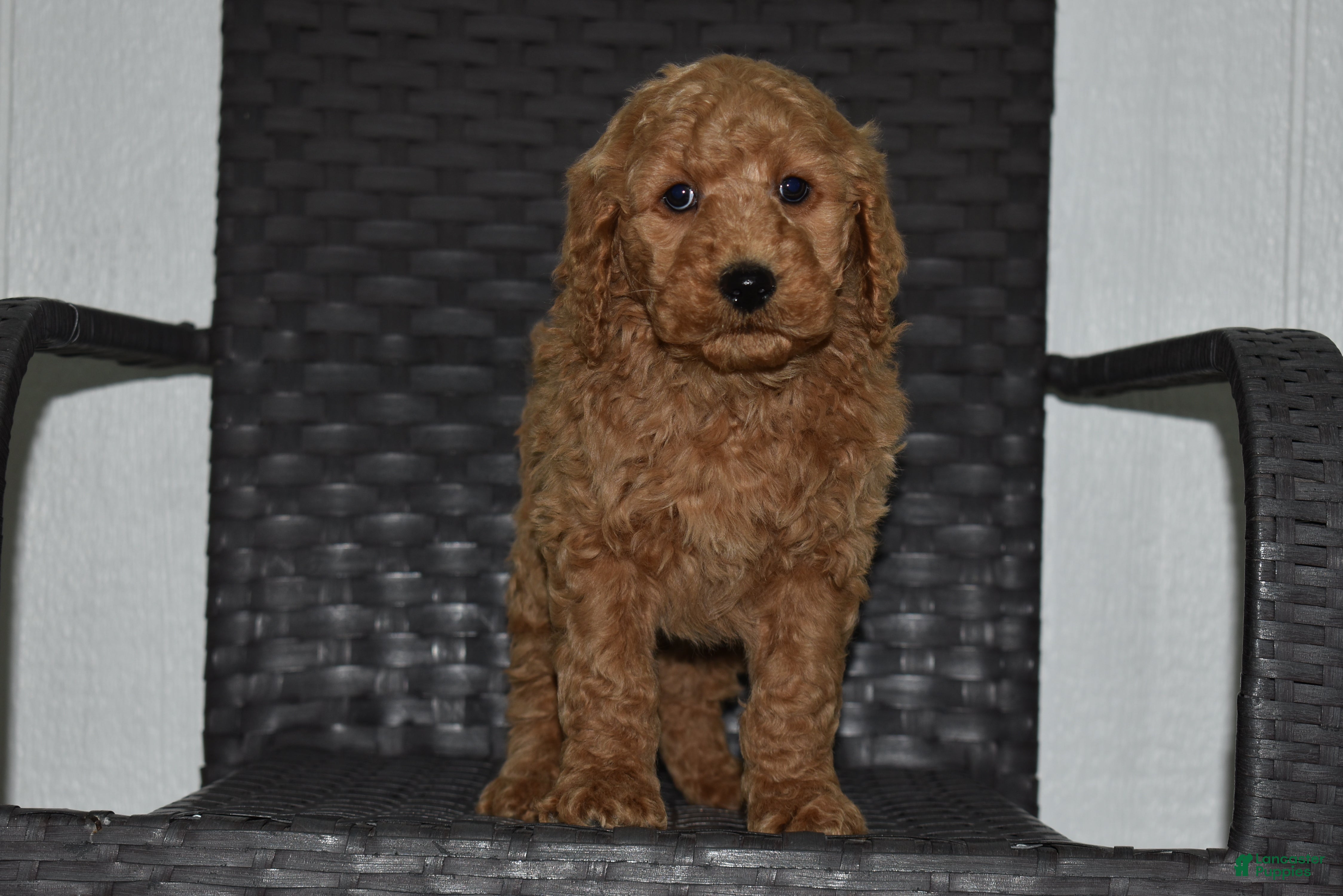 Goldendoodle dogs Bo - Ad 30