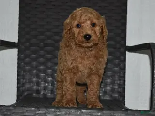 Goldendoodle dogs Bo - Ad 30