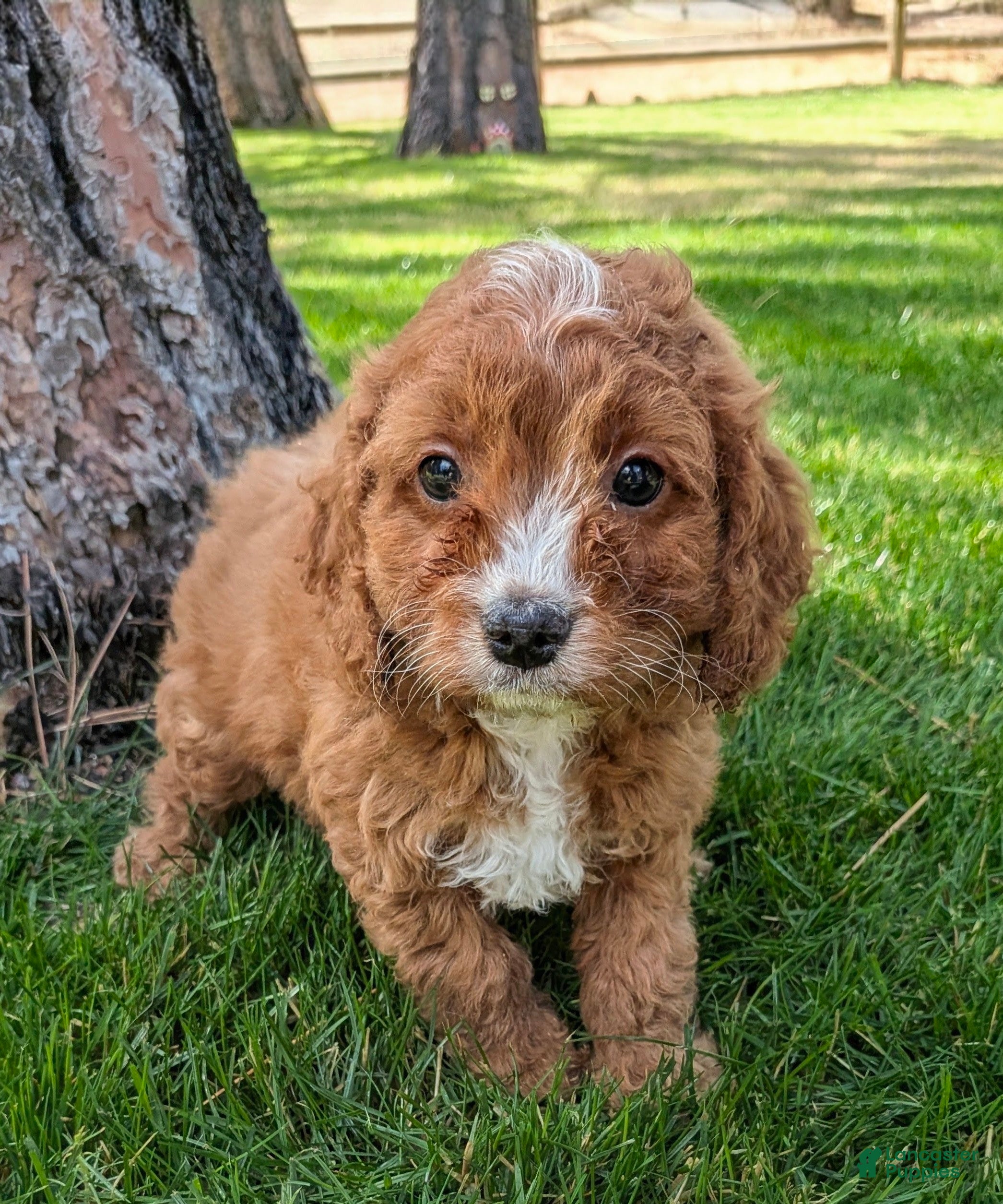 Cavapoo dogs Pondo (male Cavapoo) - Ad 1