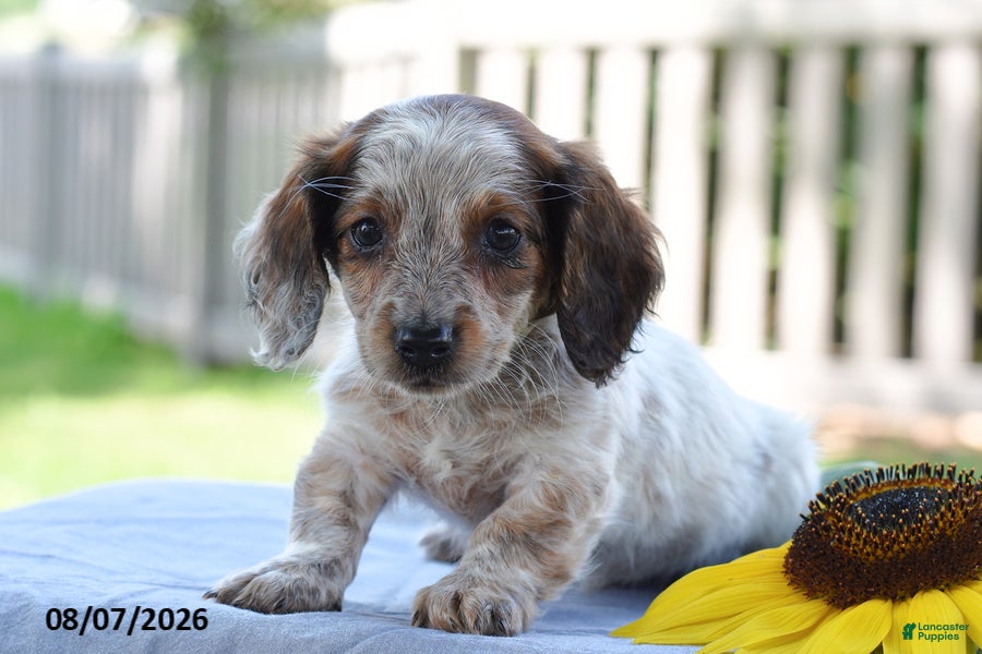Miniature Dachshund dogs Trudy - Ad 1