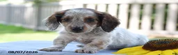 Miniature Dachshund dogs for sale: Trudy - Ad 1